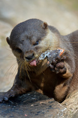 Otter eating
