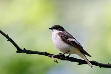 European pied flycatcher male singing on branch of birch tree. Cute black white common park songbird. Bird in wildlife.