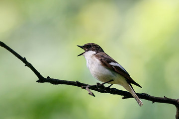 European pied flycatcher male singing on branch of birch tree. Cute black white common park...