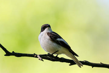 Fototapeta premium European pied flycatcher male singing on branch of birch tree. Cute black white common park songbird. Bird in wildlife.