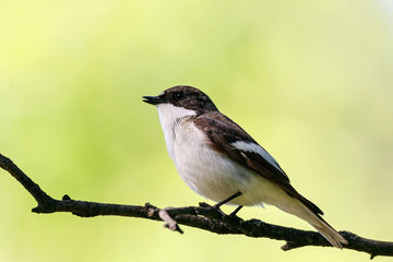 European pied flycatcher male singing on branch of birch tree. Cute black white common park...