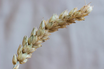 One spikelet of wheat. Top view. close-up.