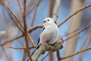 Long-tailed tit (aegithalos caudatus) sitting on branch of bush. Cute white funny songbird. Bird in wildlife.