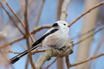 Long-tailed tit (aegithalos caudatus) sitting on branch of bush. Cute white funny songbird. Bird in wildlife.