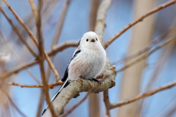 Long-tailed tit (aegithalos caudatus) sitting on branch of bush. Cute white funny songbird. Bird in wildlife.