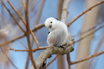 Long-tailed tit (aegithalos caudatus) sitting on branch of bush. Cute white funny songbird. Bird in wildlife.