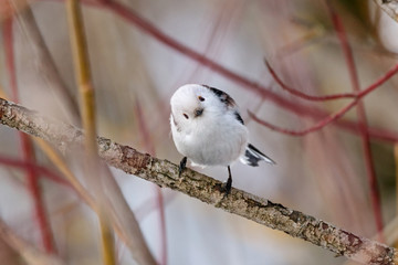 Long-tailed tit (aegithalos caudatus) sitting on branch of bush. Cute white funny songbird. Bird in wildlife.