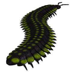 Arthropleura Invertebrate Tail - Arthropleura was a carnivorous centipede insect that lived in North America and Scotland during the Carboniferous Period.
