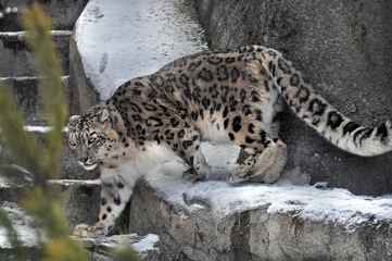 Snow leopard in winter