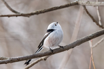 Long-tailed tit (aegithalos caudatus) sitting on branch of bush. Cute white funny songbird. Bird in wildlife.