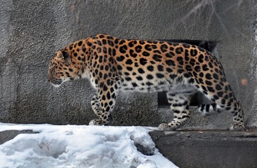 Handsome leopard 
