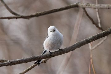 Long-tailed tit (aegithalos caudatus) sitting on branch of bush. Cute white funny songbird. Bird in wildlife.
