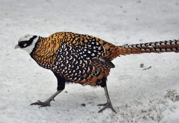 Running pheasant