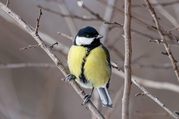 Great tit (parus major) sitting on branch of bush. Cute common colorful park songbird. Bird in wildlife.