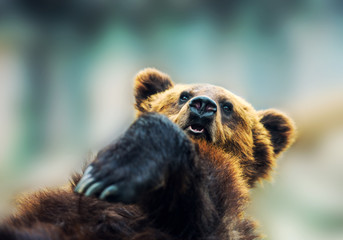Brown bear portrait