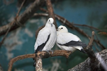 White dove