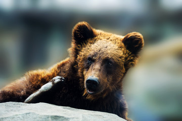 Brown bear portrait