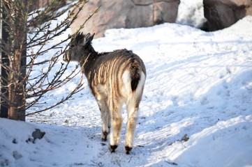 Goat on the path