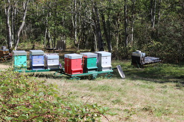 Ruches d'abeilles