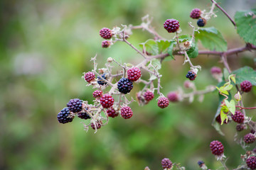 Bramble balckberry Bush -  branch full of fruit.