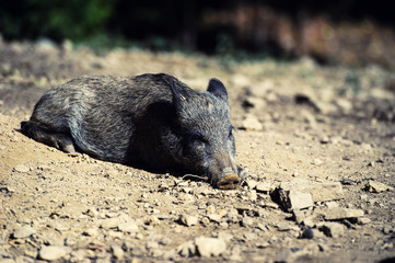 Wild boar in forest