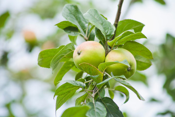 Apple Tree - young fruits on the branch.