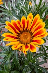 garzania flower in bloom in the garden in spring