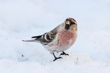 Common redpoll male eating sunflower seeds on snow. Cute little white brown finch with pink breast. Bird in wildlife.