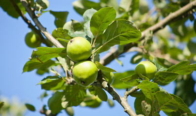 Apple Tree - young fruits on the branch.