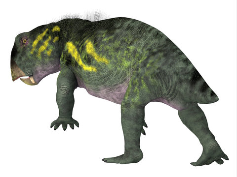 Lystrosaurus Dinosaur Tail - Lystrosaurus was a dicynodont therapsid herbivore dinosaur that lived in several countries during the Triassic and Permian Periods.