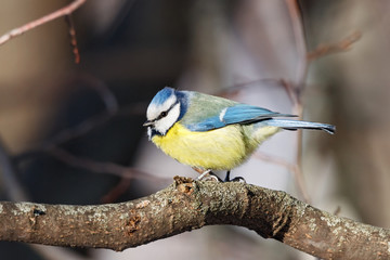 Blue tit sitting on branch of tree portrait. Cute bright common little yellow songbird in wildlife.