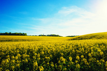 Obraz premium field of yellow rapeseed against the blue sky