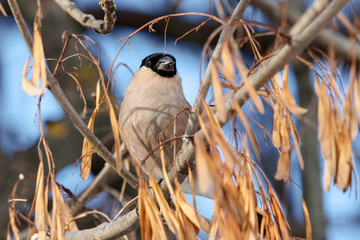 Fototapeta premium Eurasian bullfinch female eating ash tree seeds. Cute northern wintering finch. Bird in wildlife.