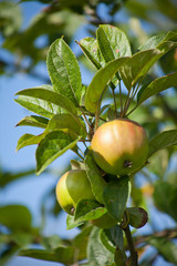 Apple Tree - young fruits on the branch.