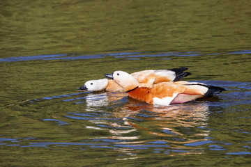 Ruddy shelduck pair swimming on water. Cute bright orange ducks. Birds in wildlife.