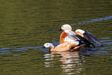 Ruddy shelduck pair swimming on water. Cute bright orange ducks. Birds in wildlife.