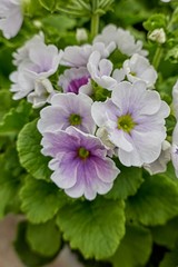 colorful primroses in spring season
