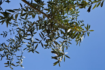 Olive Tree branches with olives.