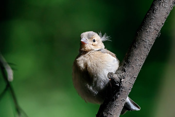 Common chaffinch juvenile perched on branch of bush in forest. Cute little baby songbird. Bird in wildlife.