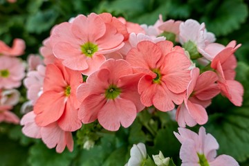 Obraz premium colorful primroses in spring season