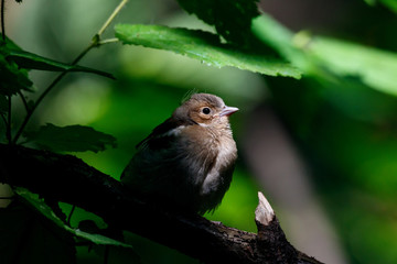 Common chaffinch juvenile perched on branch of bush in forest. Cute little baby songbird. Bird in wildlife.