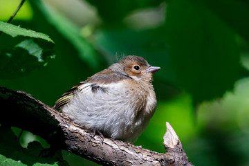 Common chaffinch juvenile perched on branch of bush in forest. Cute little baby songbird. Bird in wildlife.