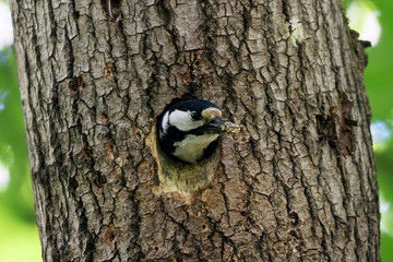 Obraz na płótnie Canvas Great spotted woodpecker female taking out baby litter from nest in hole. Bird behavior in wildlife.