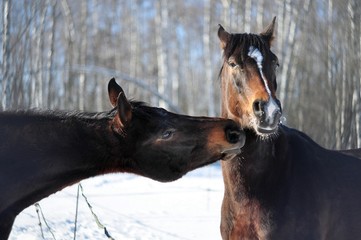 Two bay horses in winter