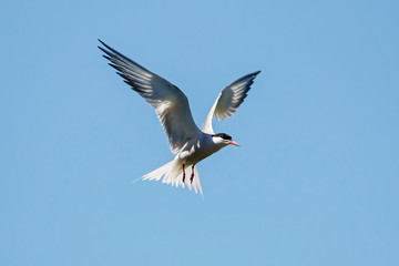 Fototapeta na wymiar Common tern flying under blue sky looking for fish. Cute agile fast waterbird. Bird in wildlife.