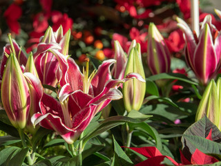 Plant in local market at aix en provence