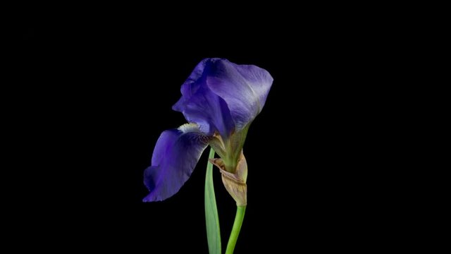Blooming iris flower on a black background