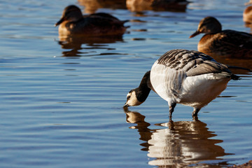 Barnacle goose on water with mallard ducks. Cute beautiful waterbird.