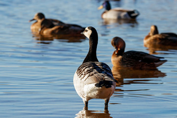 Barnacle goose on water with mallard ducks. Cute beautiful waterbird.