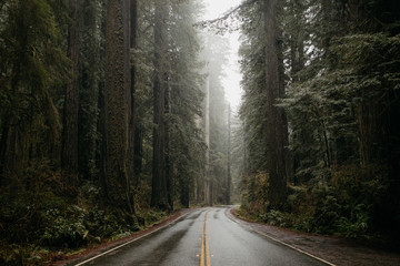road through redwood forest in rain - 255212661